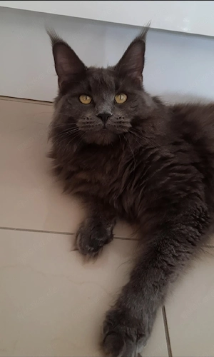 Maine Coon Dame 1,5j blue