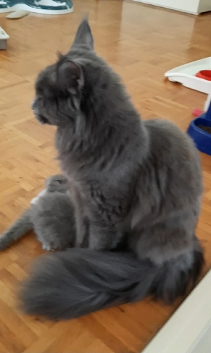 Maine Coon Dame 1,5j blue