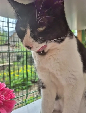 Inimioara (Sweetheart) Sehr freundlicher Maskenkater sucht harmonisches Zuhause Bild 10