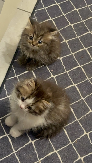 baby katze  Bild 5