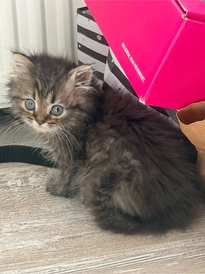 baby katze  Bild 4