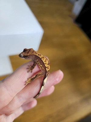 Kronengecko Nachzuchten Gecko 