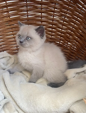Katze sucht ein liebesvolles Zuhause  