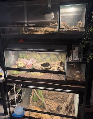 Terrarien mit Schlangen 