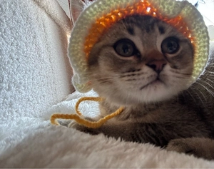 Wunderschönes BKH-Kätzchen (Golden Tabby) sucht ein liebevolles Zuhause!