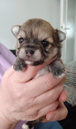 Letzter Langhaar Chihuahua Welpe Rüde in Sable ohne Stammbaum von Untersuchten Eltern