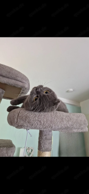 BKH Katzen Weibchen