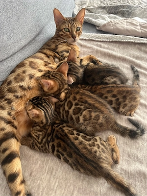3 Begalische Mädchen suchen ein neues zu Hause 