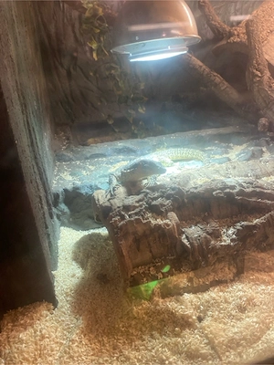Varanus Aufenbergi 1.0