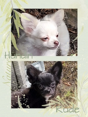 Chihuahua Welpen in creme schwarz