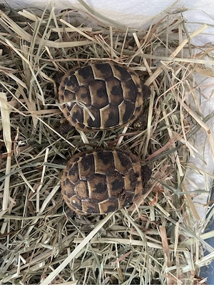 Griechische Landschildkröten testudo