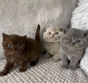 Suchen BKH Kitten oder Kater bis 2 Jahre blue,lilac,chocolate 