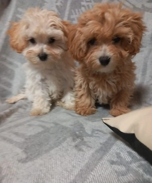 Maltipoo Zwergpudel Malteser 15 Wochen alt 