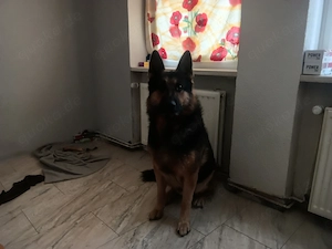 Zu verschenken. Ein Deutscher Schäferhund.