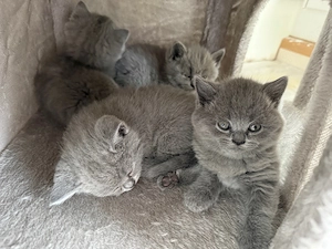 5 süße BKH Kitten 