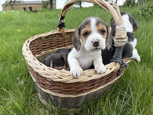Wunderschöne Reinrassige Beaglewelpen