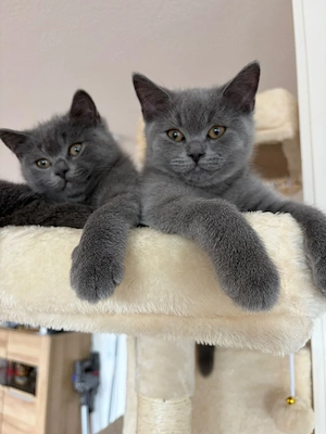 2 Wunderschöne Kater (Britisch Kurzhaar)  Bild 9