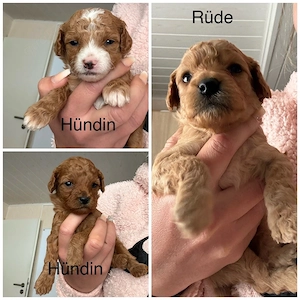 Wünderschöne Maltipoo Welpen 