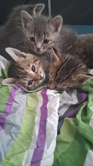 katzenBabys ab 7.6 abzugeben