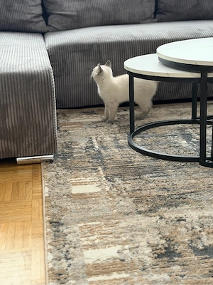 BKH Katze Blue Point 017632003305