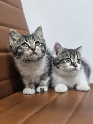 Suki & Suri Verspielte Geschwister suchen spannende Familie