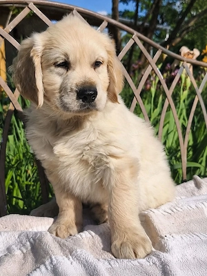 Golden Retriever Welpen (15 Wochen)   geimpft, gechippt, mit EU-Pass Bild 3