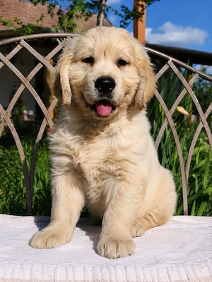 Golden Retriever Welpen (15 Wochen)   geimpft, gechippt, mit EU-Pass Bild 2