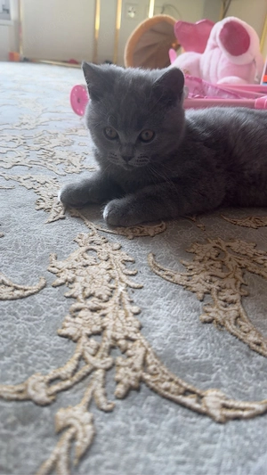 4 monate alten kater günstig abzugeben Bild 3
