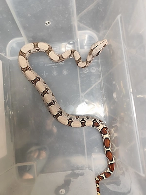 Boa constrictor constrictor Guyana F2 