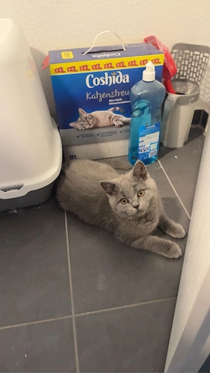 4 monate alten kater günstig abzugeben Bild 2