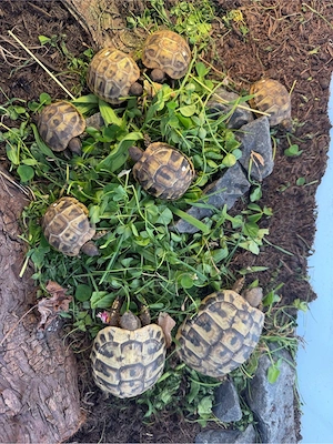 Griechische Landschildkröten Bild 4