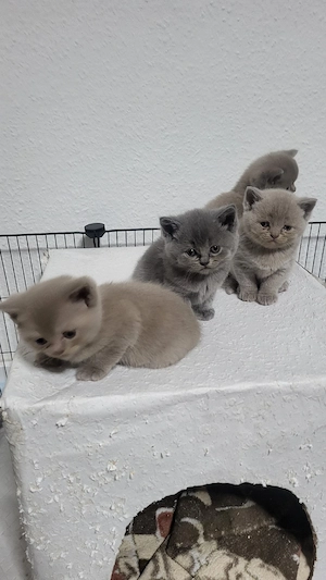 BKH katzenbaby