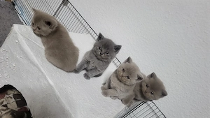 BKH katzenbaby