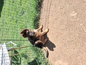 Deutscher Schäferhund Welpe