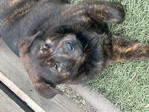 Chow Chow mix Hündin 