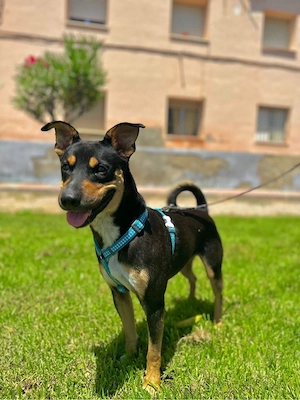 Liebevolles Zuhause für Rocky gesucht   