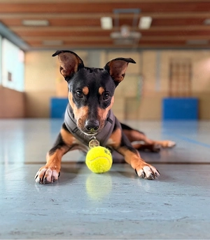 Liebevolles Zuhause für Rocky gesucht   