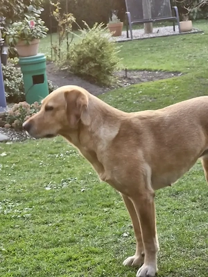 Wurfankündigung Labradorwelpen Juni26 Bild 4