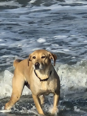 Wurfankündigung Labradorwelpen Juni26 Bild 3