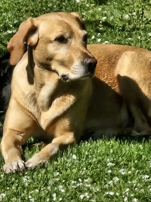 Wurfankündigung Labradorwelpen Juni26 Bild 2