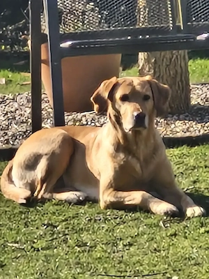 Wurfankündigung Labradorwelpen Juni26 Bild 5