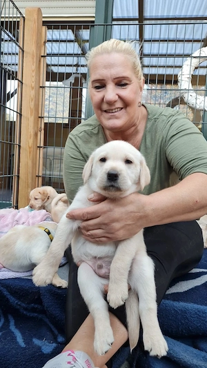 Wurfankündigung Labradorwelpen Juni26 Bild 6