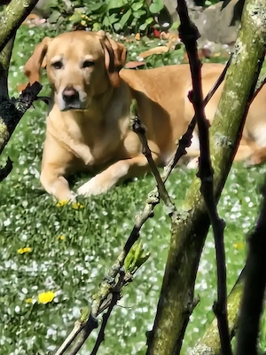 Wurfankündigung Labradorwelpen Juni26