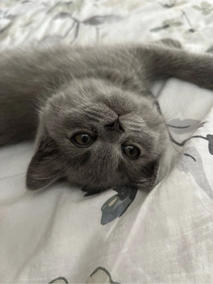 British Shorthair