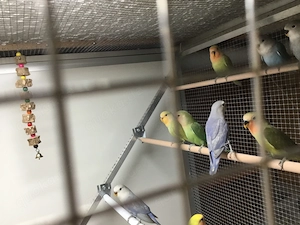 Nestjunge Rosenköpfchen  Bild 2