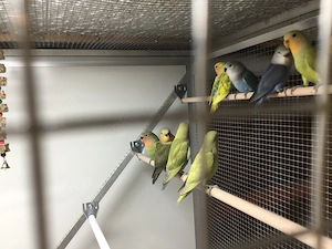Nestjunge Rosenköpfchen  Bild 4