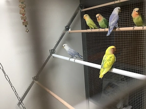 Nestjunge Rosenköpfchen 