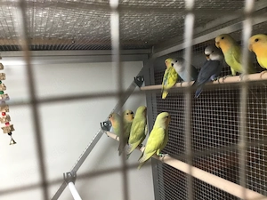 Nestjunge Rosenköpfchen  Bild 3
