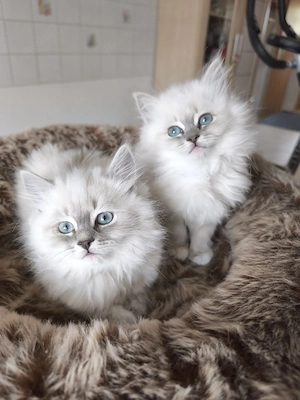 Neva Masquarada Sibirische Katze reinrassig