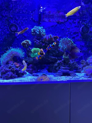 Wunderschönes Zuhause gesucht für ein traumhaftes Designer-Clownfisch-Paar   
